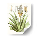 Antiguo Aloe Ii | Cuadro decorativo de Canvas Lab