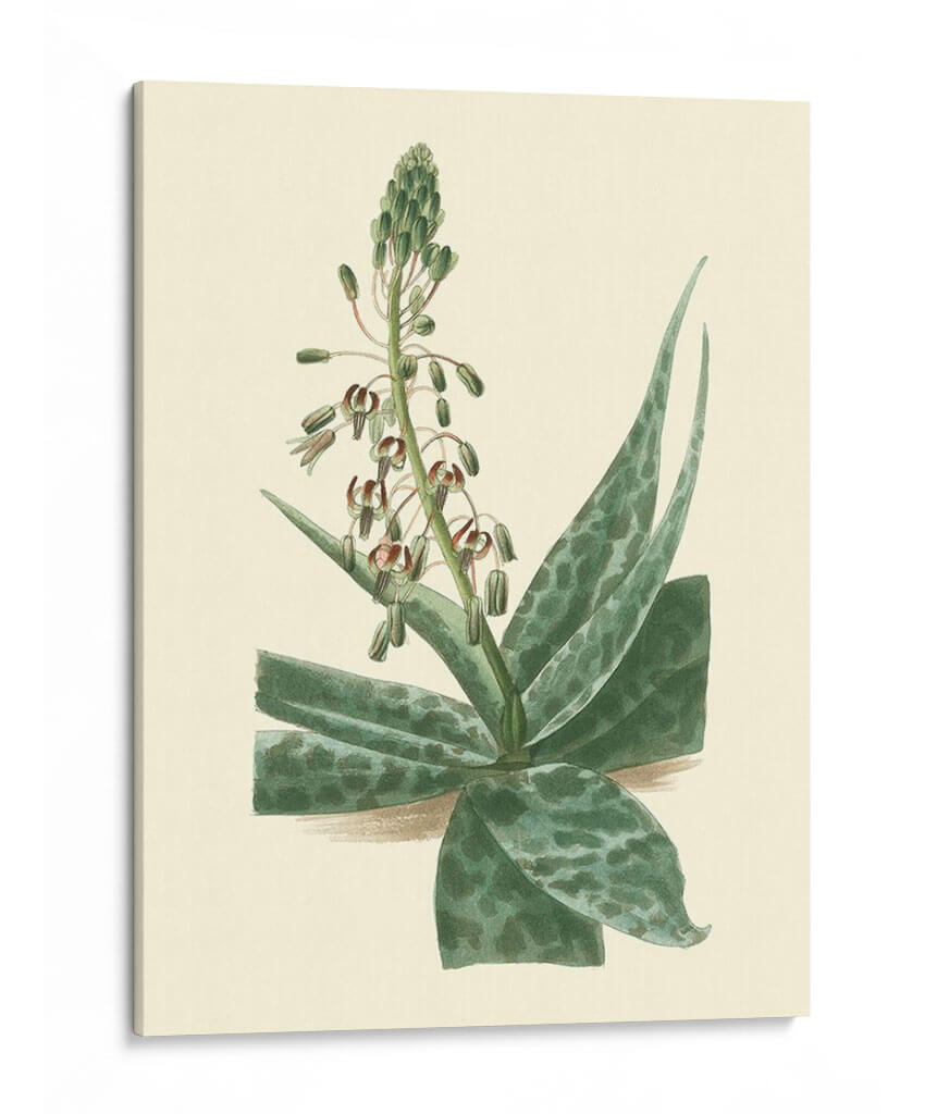 Fantasía Tropical I - Edmonston-Douglas | Cuadro decorativo de Canvas Lab