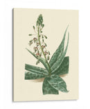 Fantasía Tropical I - Edmonston-Douglas | Cuadro decorativo de Canvas Lab