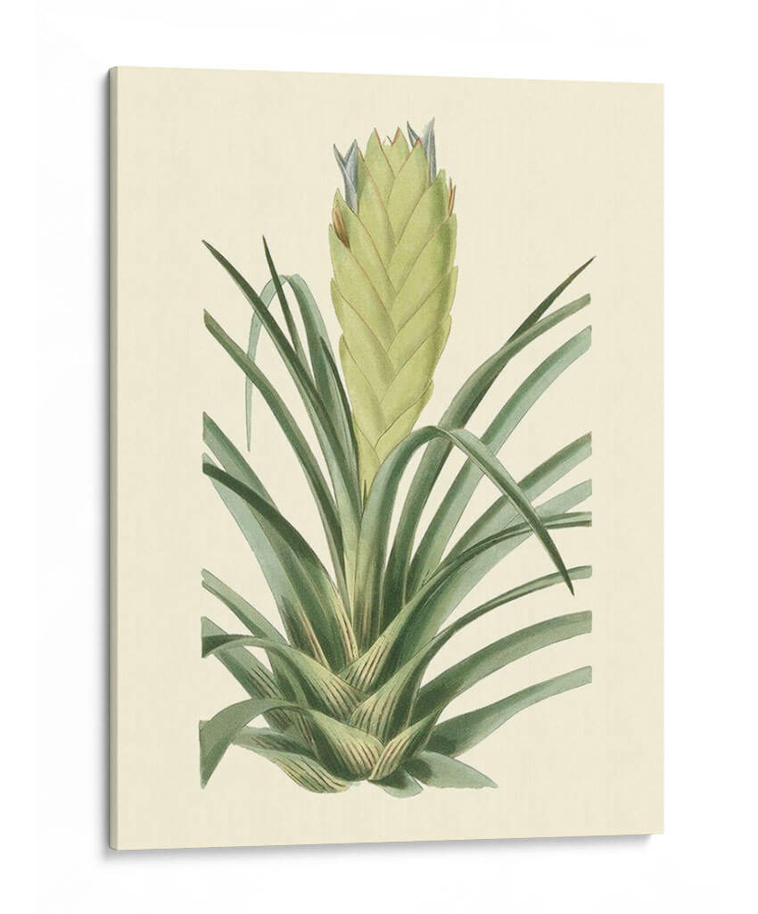Fantasía Tropical Ii - Edmonston-Douglas | Cuadro decorativo de Canvas Lab