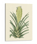 Fantasía Tropical Ii - Edmonston-Douglas | Cuadro decorativo de Canvas Lab