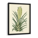 Fantasía Tropical Ii - Edmonston-Douglas | Cuadro decorativo de Canvas Lab