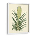 Fantasía Tropical Ii - Edmonston-Douglas | Cuadro decorativo de Canvas Lab