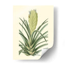 Fantasía Tropical Ii - Edmonston-Douglas | Cuadro decorativo de Canvas Lab