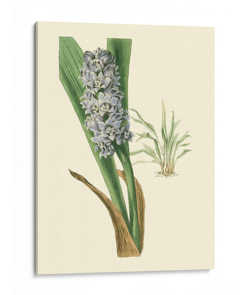 Fancy Tropical Iii - Edmonston-Douglas | Cuadro decorativo de Canvas Lab