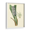 Fancy Tropical Iii - Edmonston-Douglas | Cuadro decorativo de Canvas Lab