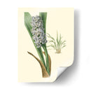 Fancy Tropical Iii - Edmonston-Douglas | Cuadro decorativo de Canvas Lab