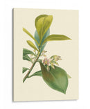 Fancy Tropical Iv - Edmonston-Douglas | Cuadro decorativo de Canvas Lab