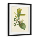 Fancy Tropical Iv - Edmonston-Douglas | Cuadro decorativo de Canvas Lab