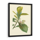 Fancy Tropical Iv - Edmonston-Douglas | Cuadro decorativo de Canvas Lab