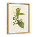 Fancy Tropical Iv - Edmonston-Douglas | Cuadro decorativo de Canvas Lab