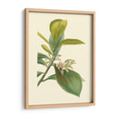 Fancy Tropical Iv - Edmonston-Douglas | Cuadro decorativo de Canvas Lab