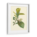 Fancy Tropical Iv - Edmonston-Douglas | Cuadro decorativo de Canvas Lab