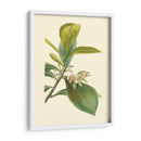 Fancy Tropical Iv - Edmonston-Douglas | Cuadro decorativo de Canvas Lab