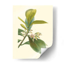 Fancy Tropical Iv - Edmonston-Douglas | Cuadro decorativo de Canvas Lab