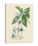 Tropical Fancy V - Edmonston-Douglas | Cuadro decorativo de Canvas Lab