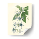 Tropical Fancy V - Edmonston-Douglas | Cuadro decorativo de Canvas Lab