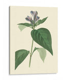 Fancy Tropical Vi - Edmonston-Douglas | Cuadro decorativo de Canvas Lab