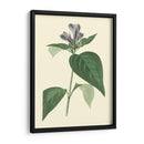 Fancy Tropical Vi - Edmonston-Douglas | Cuadro decorativo de Canvas Lab