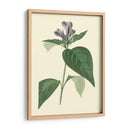 Fancy Tropical Vi - Edmonston-Douglas | Cuadro decorativo de Canvas Lab