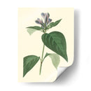 Fancy Tropical Vi - Edmonston-Douglas | Cuadro decorativo de Canvas Lab