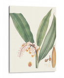 Suave Tropical Ii - George Smith | Cuadro decorativo de Canvas Lab