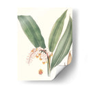 Suave Tropical Ii - George Smith | Cuadro decorativo de Canvas Lab