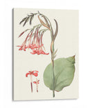 Suave Tropical Iii - George Smith | Cuadro decorativo de Canvas Lab