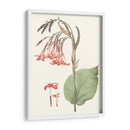 Suave Tropical Iii - George Smith | Cuadro decorativo de Canvas Lab