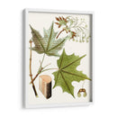 Hojas De Arce Iii | Cuadro decorativo de Canvas Lab