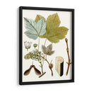Hojas De Arce Iv | Cuadro decorativo de Canvas Lab