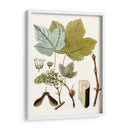 Hojas De Arce Iv | Cuadro decorativo de Canvas Lab