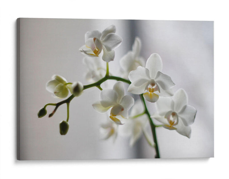 Orquídeas blancas | Cuadro decorativo de Canvas Lab