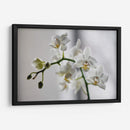 Orquídeas blancas | Cuadro decorativo de Canvas Lab