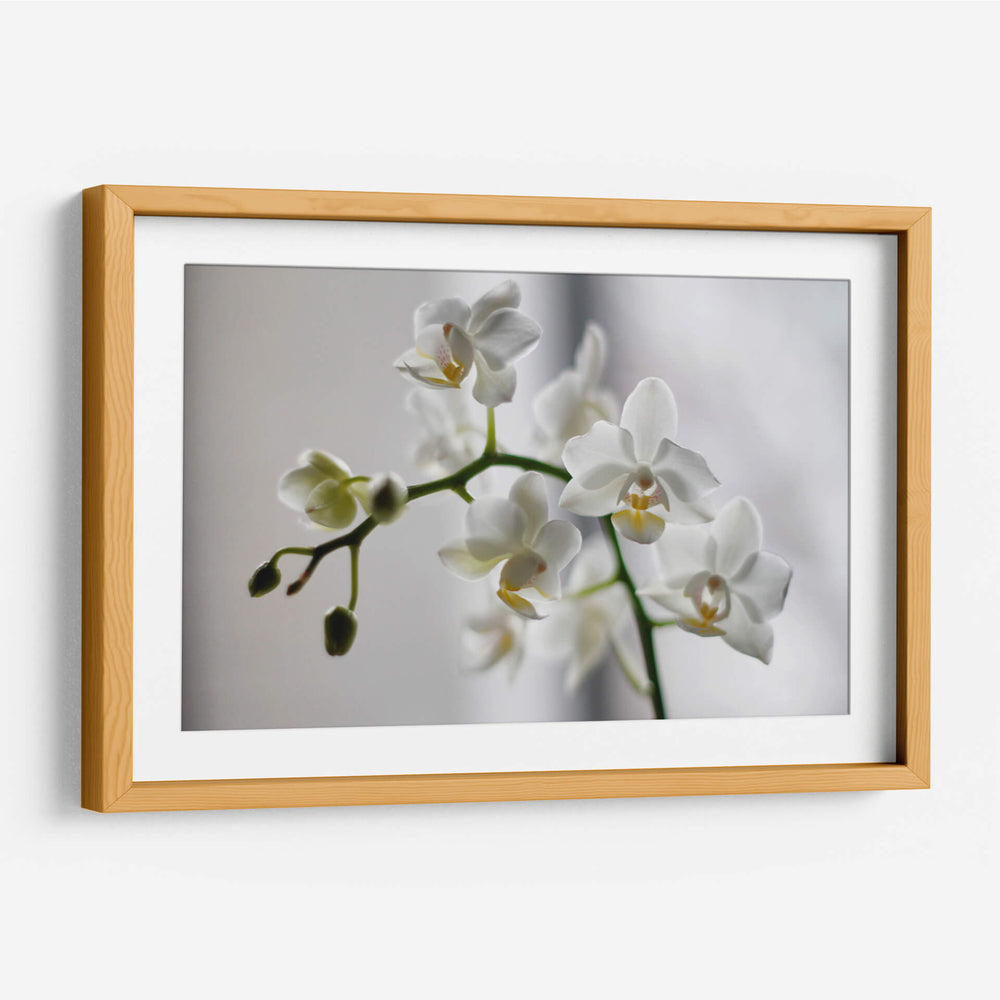 Orquídeas blancas | Cuadro decorativo de Canvas Lab