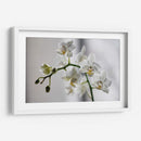 Orquídeas blancas | Cuadro decorativo de Canvas Lab