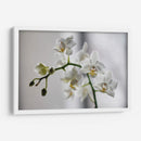 Orquídeas blancas | Cuadro decorativo de Canvas Lab