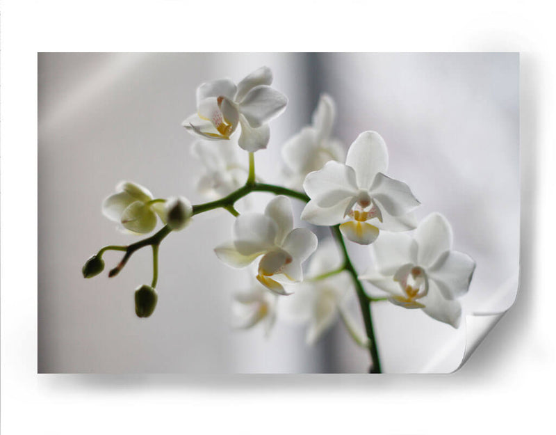 Orquídeas blancas | Cuadro decorativo de Canvas Lab