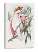 Loros Pastel I - John Gould | Cuadro decorativo de Canvas Lab