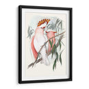 Loros Pastel I - John Gould | Cuadro decorativo de Canvas Lab