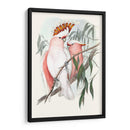 Loros Pastel I - John Gould | Cuadro decorativo de Canvas Lab