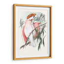 Loros Pastel I - John Gould | Cuadro decorativo de Canvas Lab