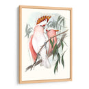 Loros Pastel I - John Gould | Cuadro decorativo de Canvas Lab