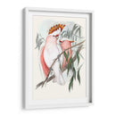 Loros Pastel I - John Gould | Cuadro decorativo de Canvas Lab