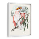 Loros Pastel I - John Gould | Cuadro decorativo de Canvas Lab