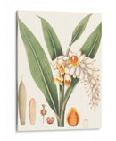 Suave Tropical I - George Smith | Cuadro decorativo de Canvas Lab