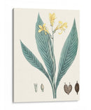 Soft Tropical Iv - George Smith | Cuadro decorativo de Canvas Lab