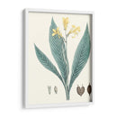 Soft Tropical Iv - George Smith | Cuadro decorativo de Canvas Lab