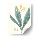 Soft Tropical Iv - George Smith | Cuadro decorativo de Canvas Lab