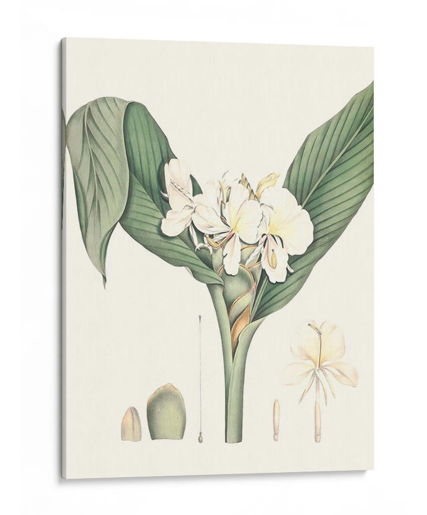 Suave Tropical V - George Smith | Cuadro decorativo de Canvas Lab